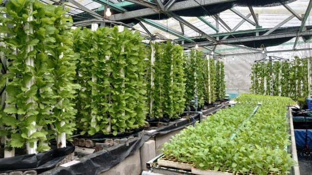 Tháp thuỷ canh trong nhà màng CASFarm