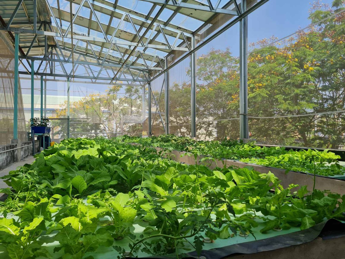 Nhà kính thuỷ canh CASFarm
