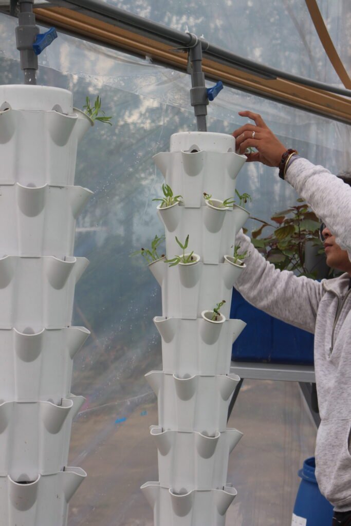 Kỹ thuật viên kiểm tra cây trên giàn trụ thủy canh của hệ aquaponics