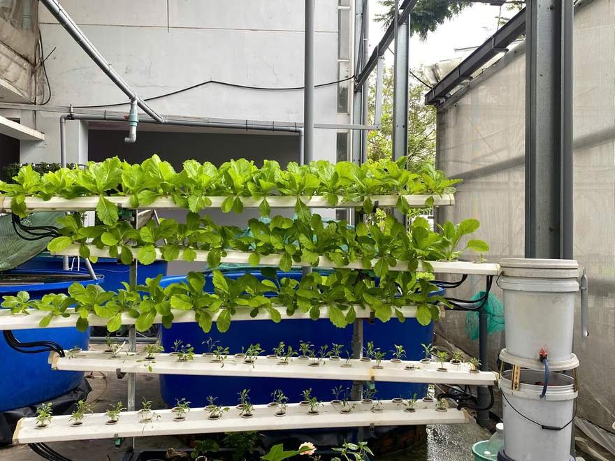 Vườn hữu cơ tuần hoàn trong nhà máy — CASFarm