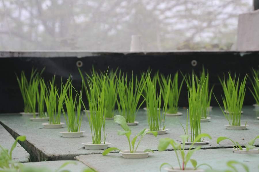 Hệ thống Aquaponics cho Trung tâm Khuyến ngư Nông Lâm — CASFarm