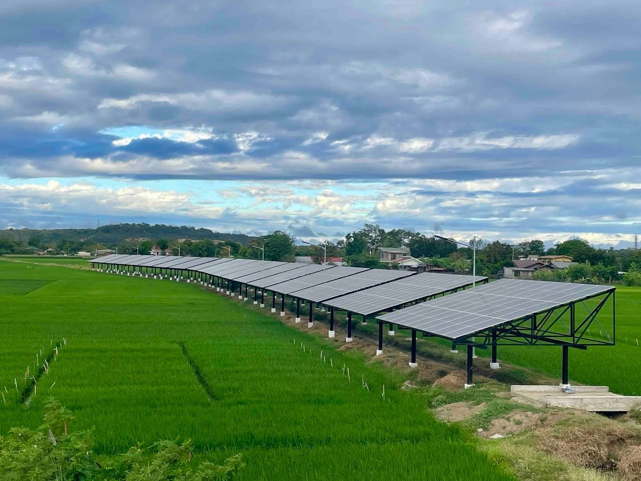 Dàn pin mặt trời lắp trên cao phía trên ruộng lúa đang xanh — mô hình agrivoltaics kết hợp sản xuất điện và canh tác lúa